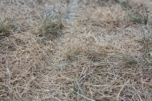 Großflächig brauner Rasen - Nachbar schuld? - Hausgarten.net