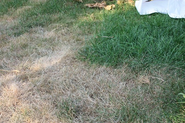 Großflächig brauner Rasen - Nachbar schuld? - Hausgarten.net